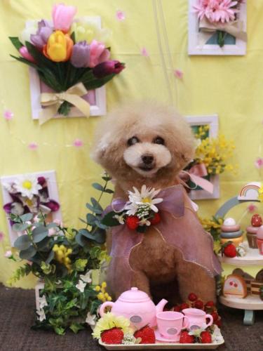 20230325HONEYちゃん